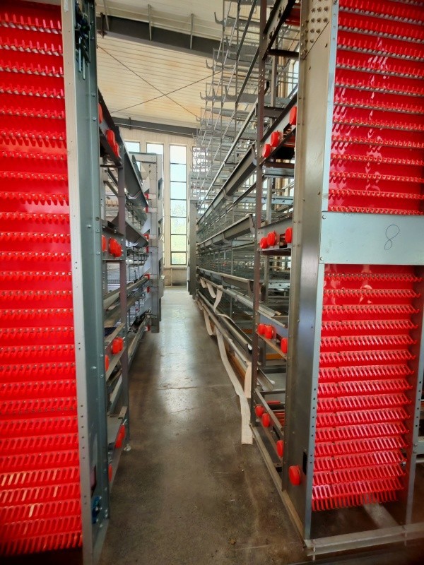 Automatic Egg Collection Cages suppliers